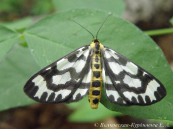 Cystidia couaggaria (Guen.)  Пяденица полосатая